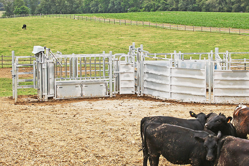 Cattle Sweeps for Beef Producers
