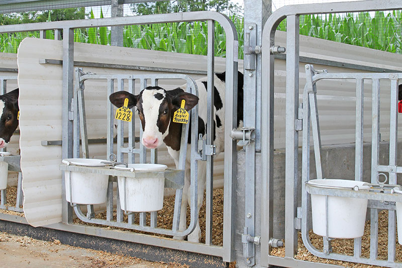 Pre-fab Galvanized Calf Nurseries - Calf Nursery, Calf Barn, Calf Pens,  Steel Calf Nursery & Calf Gates. Sturdy Built Calf Nursery Kits & Solutions.