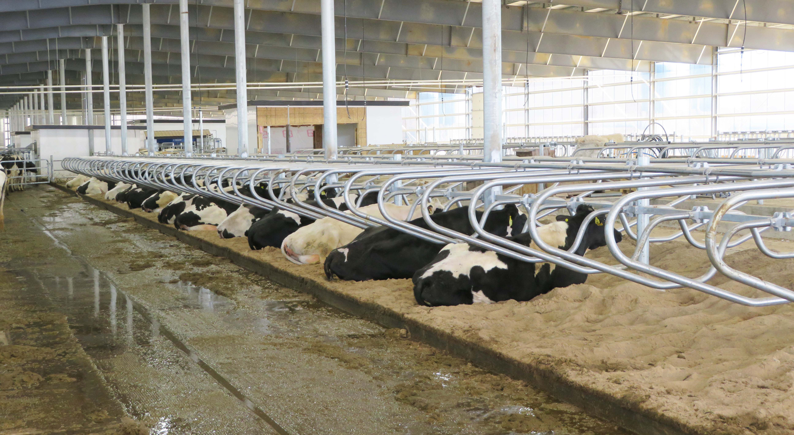 Cow Comfort Stalls Free Stall Loops